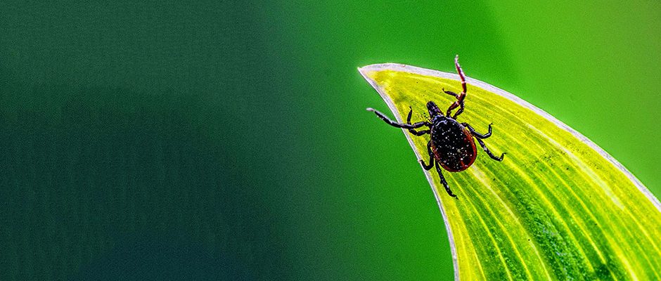 Ticks and Lyme